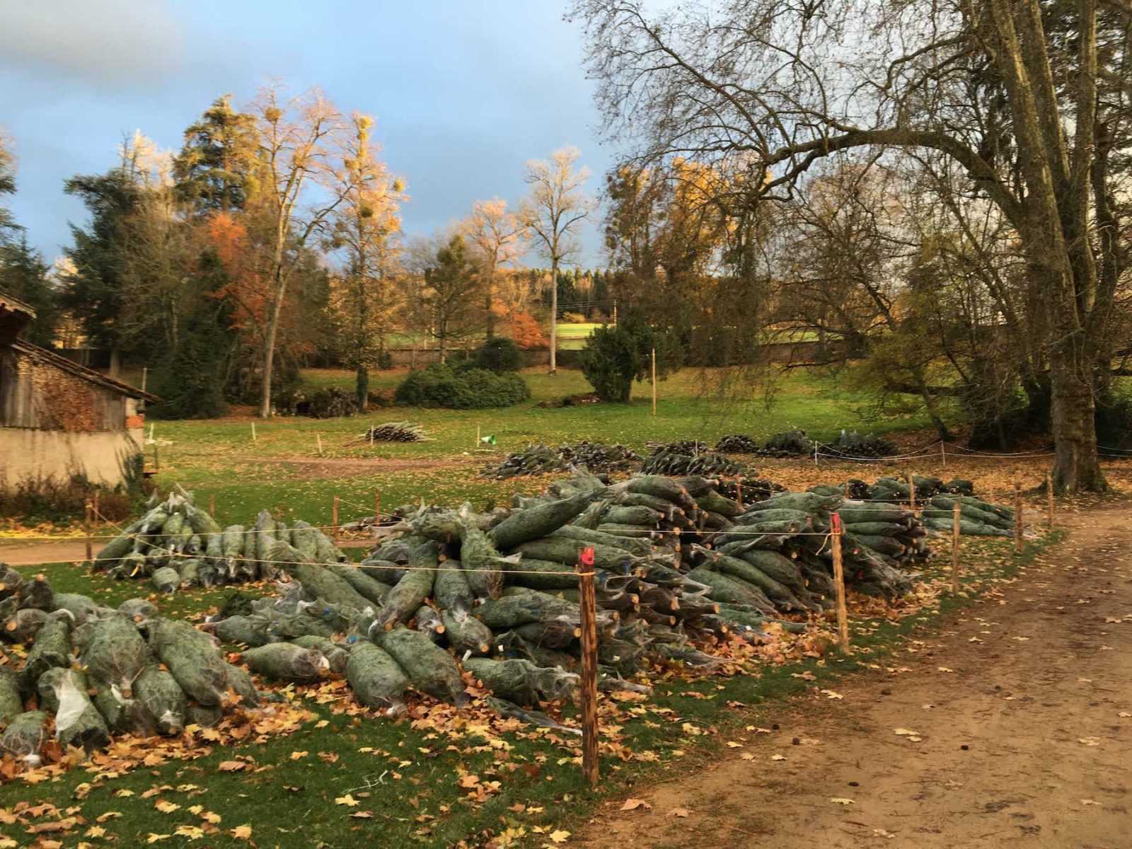 Rangées de sapins en filet alignées dans le parc du château, prêtes pour le retrait