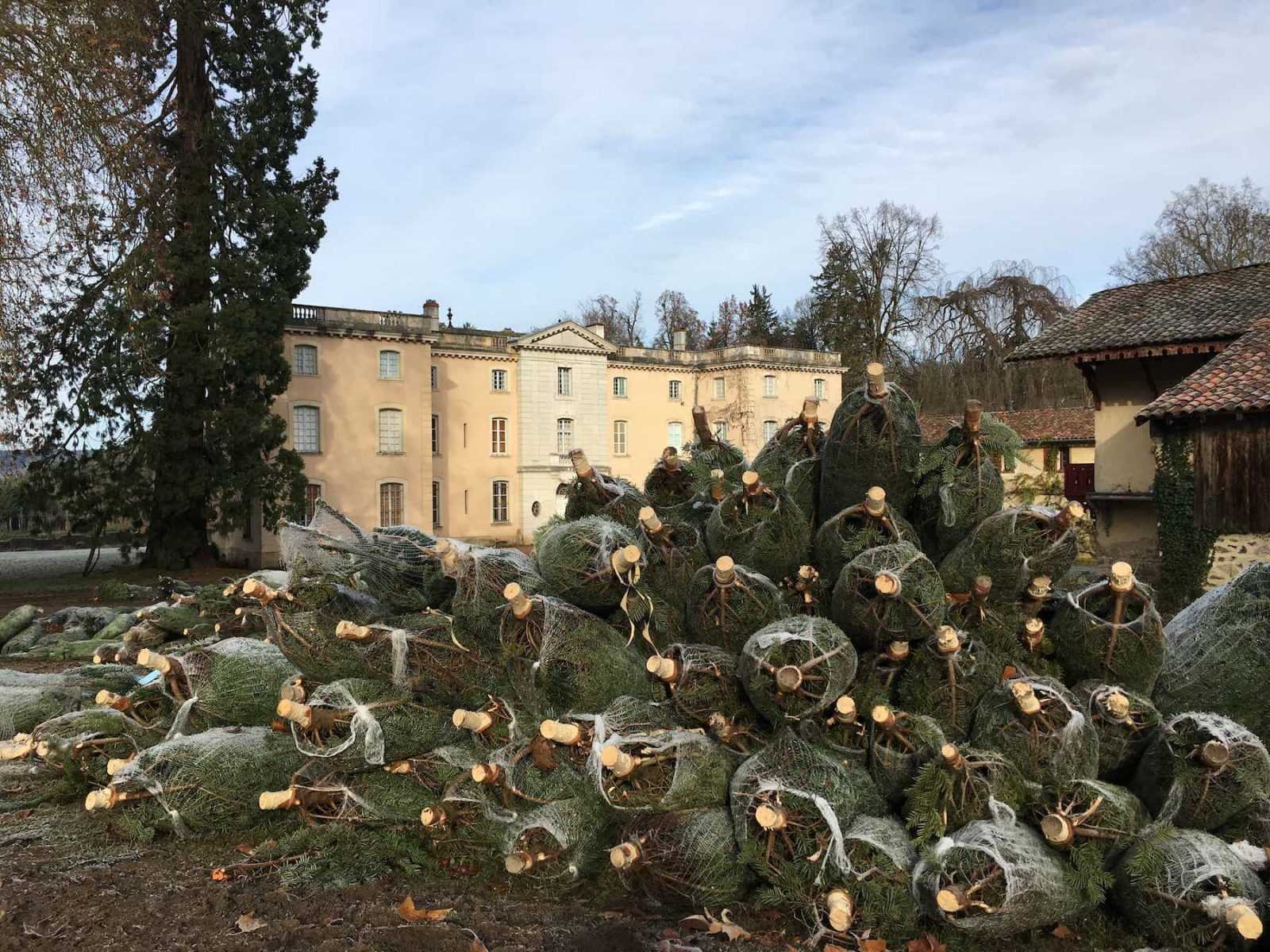 Sapins coupés et mis en filet, empilés devant le château de Ronno