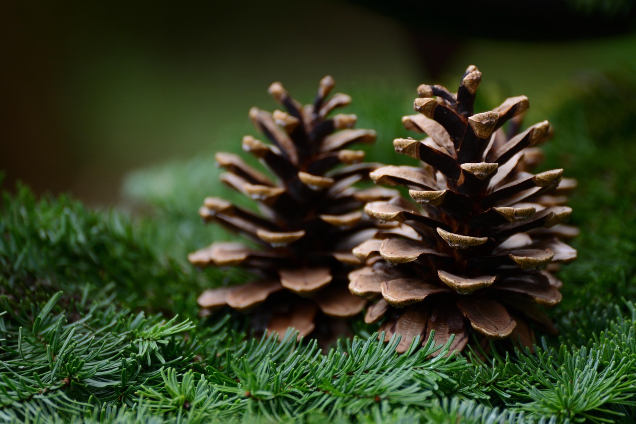 Où trouver un vrai sapin près de Lyon ?