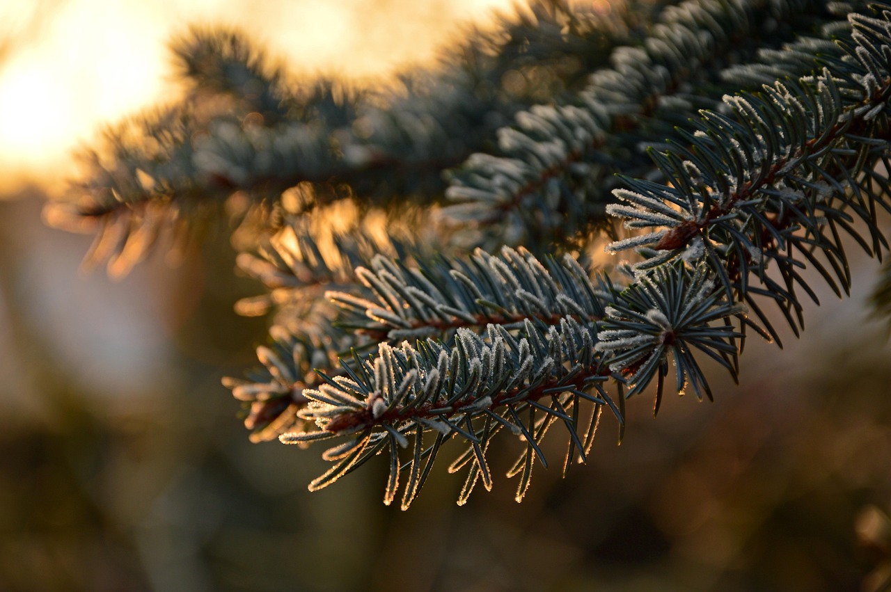 Qu'est-ce qu'un sapin en bois exactement ?