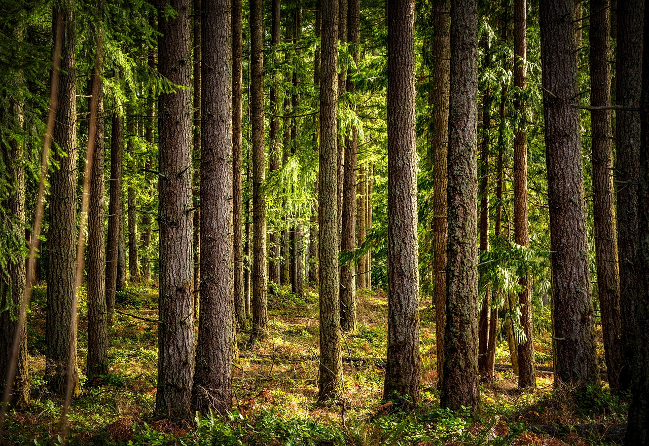 Sapin en bois