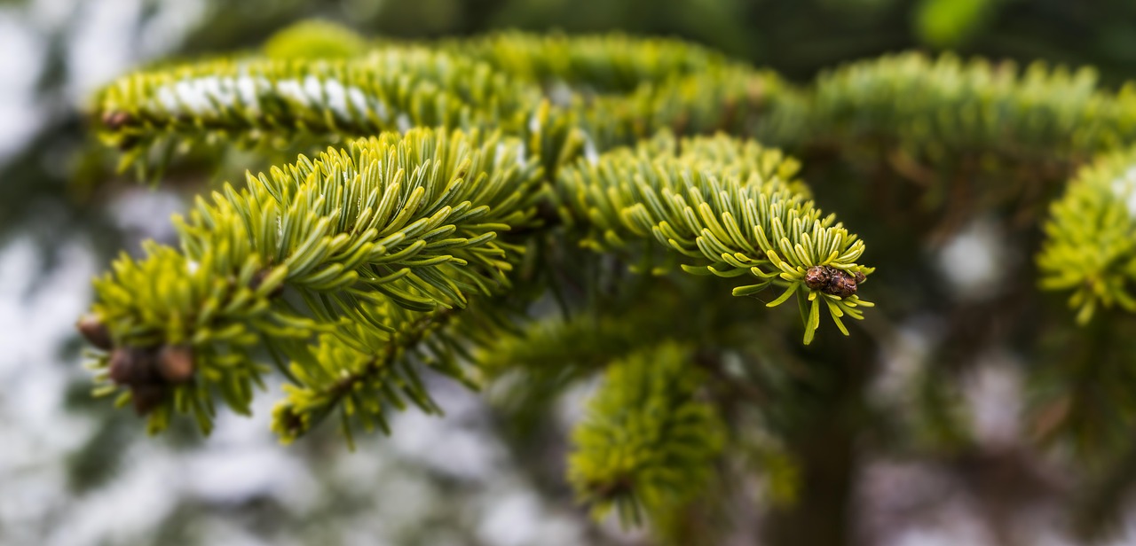 Sapin de nordmann