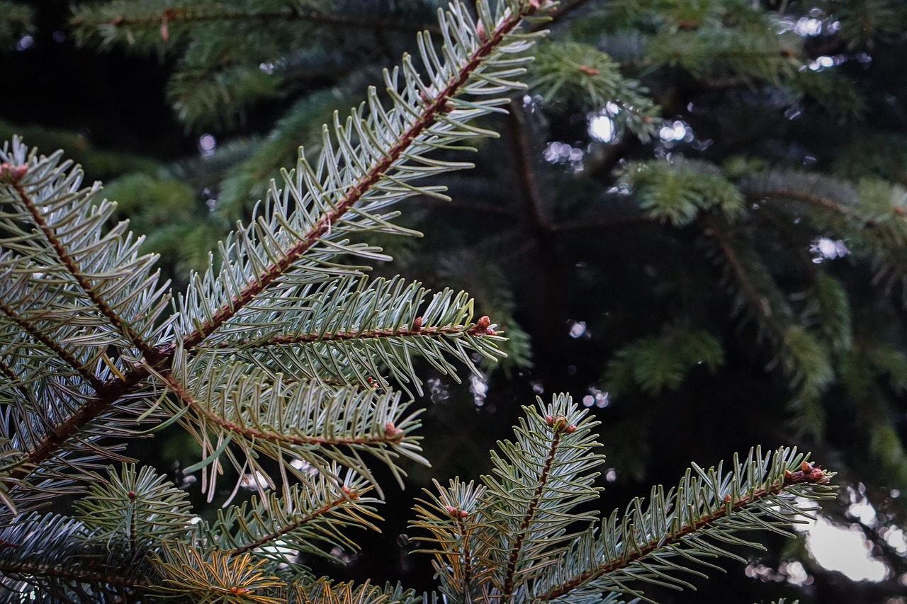 Faut-il un Nordmann ou un Épicéa selon vos envies ?, Vente sapin de noel