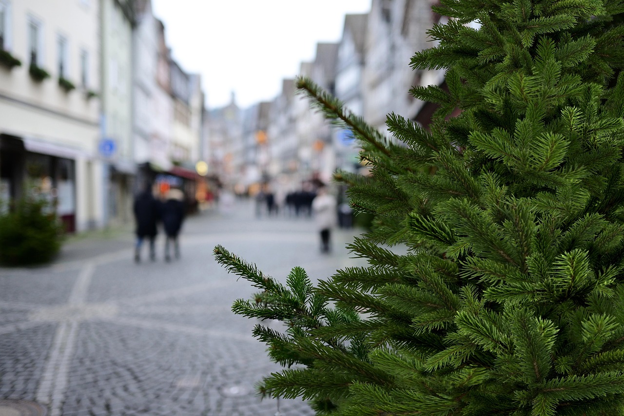 Vente sapins : Vente de sapins de Noël naturels dans le Beaujolais