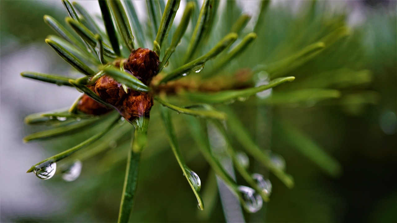 Nos sapins Nordmann : un savoir-faire naturel et local, Sapin de noel nordmann