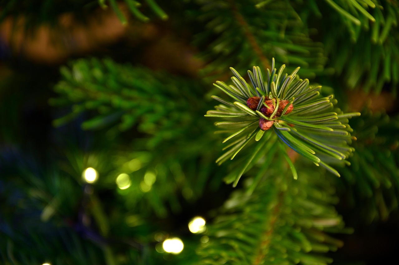 Qu'est-ce que le sapin Nordmann exactement ?